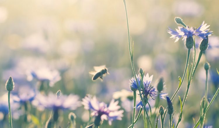 préserver la biodiversité en cultivant un jardin