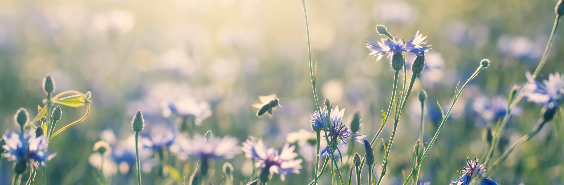 préserver la biodiversité en cultivant un jardin